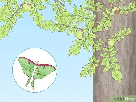Image intitulée Find a Caterpillar Step 28