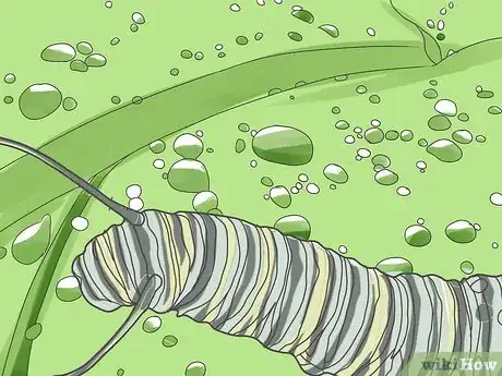 Image intitulée Care for a Caterpillar Step 12