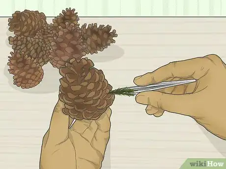 Image intitulée Preserve Pinecones Step 2