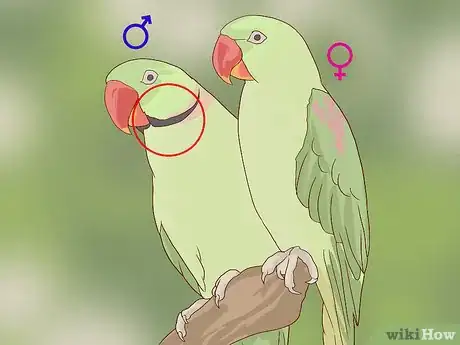 Image intitulée Tell the Sex of Parrots Step 6