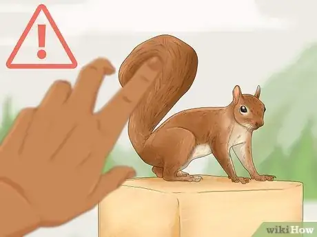 Image intitulée Keep a Pet Squirrel Step 4