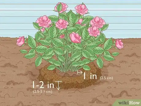 Image intitulée Save a Dying Rose Bush Step 15