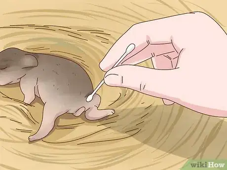 Image intitulée Care for a Baby Wild Rabbit Step 13