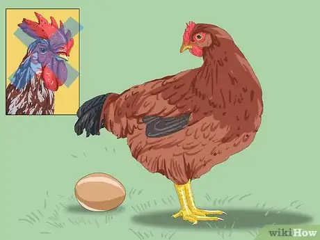 Image intitulée Determine the Sex of a Chicken Step 10