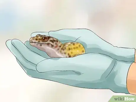 Image intitulée Catch a Gecko Step 11