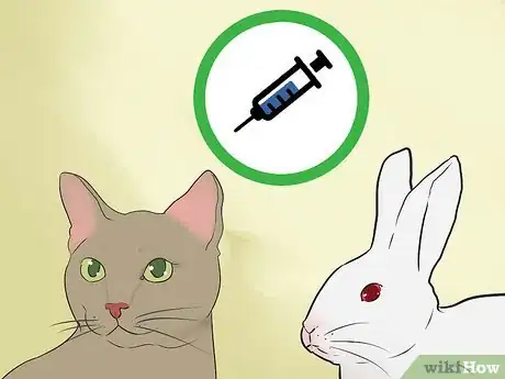 Image intitulée Keep a Rabbit and a Cat Step 11