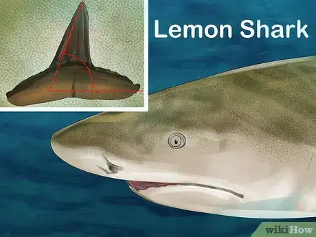 Image intitulée Identify Shark Teeth Step 8