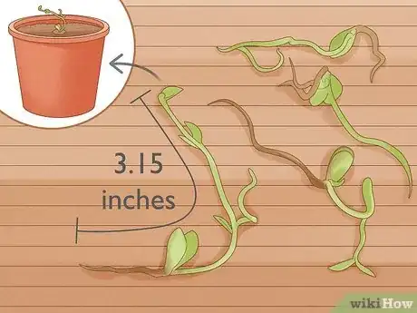 Image intitulée Plant a Lemon Seed Step 22