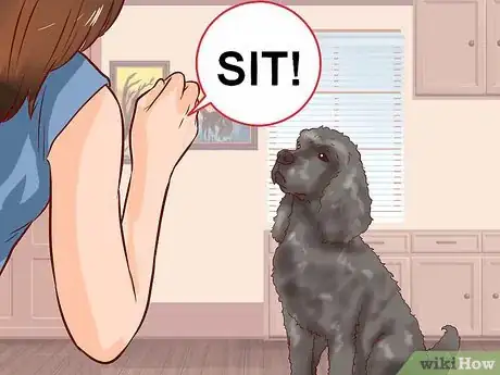 Image intitulée Care for a Toy Poodle Step 23