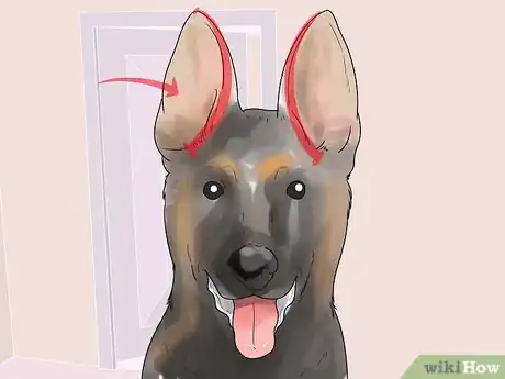 Image intitulée Tape Up Stubborn German Shepherd Puppy Ears Step 1