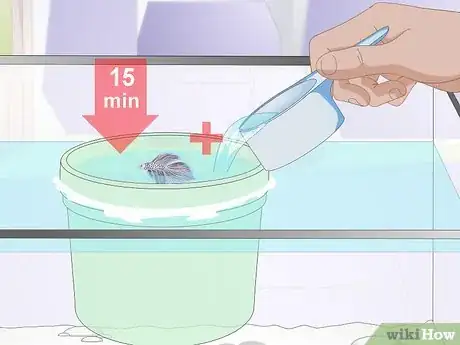 Image intitulée Acclimate Your Betta Step 11