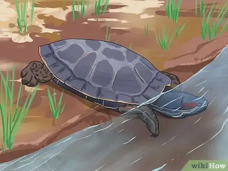 Image intitulée Tell the Difference Between a Tortoise, Terrapin and Turtle Step 3