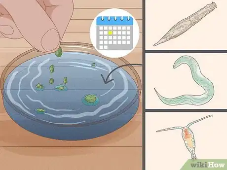 Image intitulée Find and Care for a Pet Tardigrade (Water Bear) Step 9