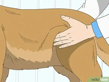 Image intitulée Detect Pregnancy in Your Female Dog Step 12