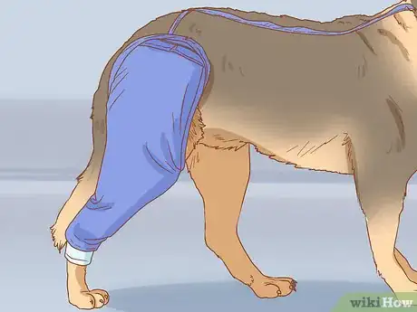Image intitulée Keep a Dog from Licking a Wound Step 10