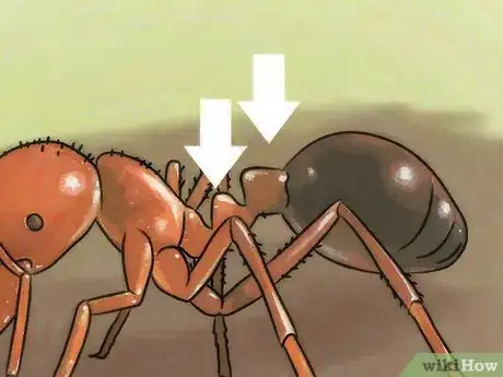 Image intitulée Identify Ants Step 7