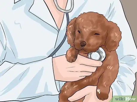 Image intitulée Care for a Toy Poodle Step 18