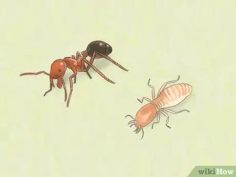 Image intitulée Identify Ants Step 5