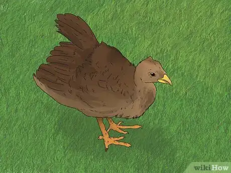 Image intitulée Care for Peacocks Step 4