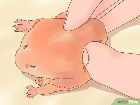 Image intitulée Sex a Hamster Step 3