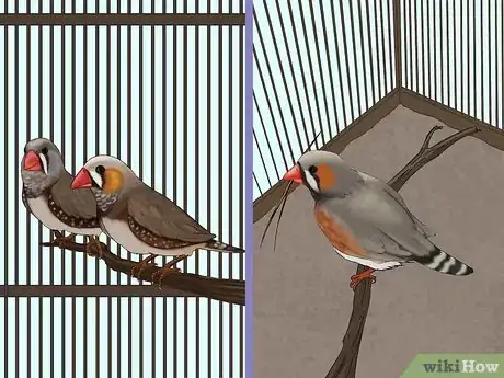 Image intitulée Breed Zebra Finches Step 9