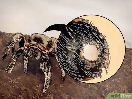 Image intitulée Tell if Your Tarantula Is Molting Step 4
