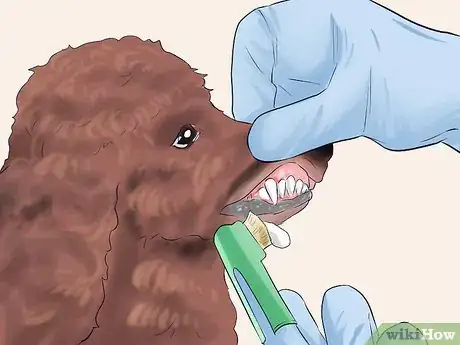 Image intitulée Care for a Toy Poodle Step 16