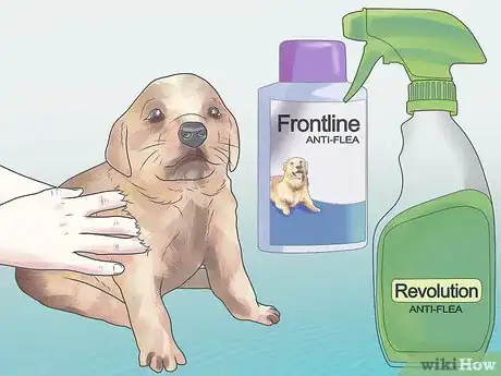 Image intitulée Get Rid of Fleas on a Puppy Too Young for Normal Medication Step 6