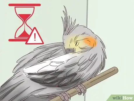 Image intitulée Understand Cockatiel Gestures Step 18