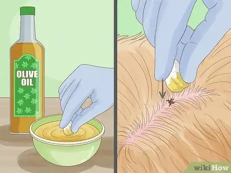 Image intitulée Remove a Tick from a Dog Without Tweezers Step 5
