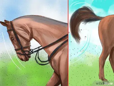 Image intitulée Bond With Your Horse Using Natural Horsemanship Step 3