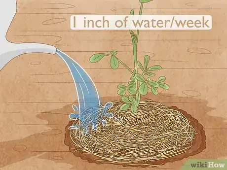 Image intitulée Grow Peanuts Step 14