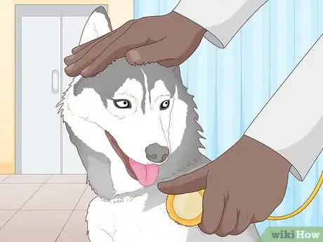 Image intitulée Breed Husky Dogs Step 4