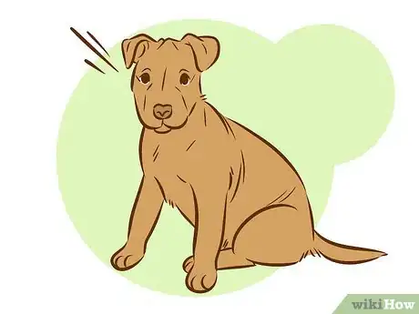Image intitulée Train a Pitbull Puppy Step 6