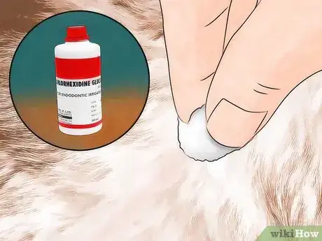 Image intitulée Get Ticks off Dogs Step 13
