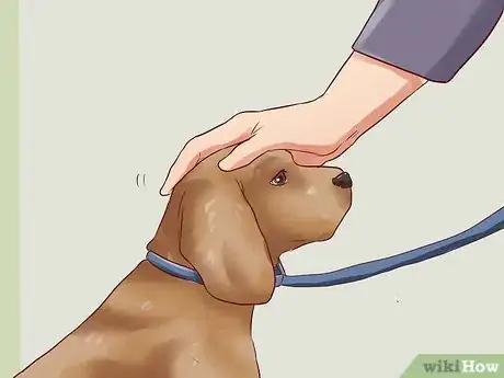 Image intitulée Teach Your Dog Basic Commands Step 23