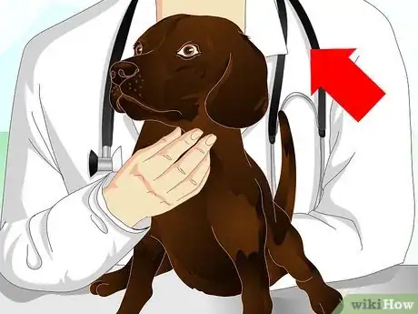 Image intitulée Stop Dog Marking Behaviors Step 4