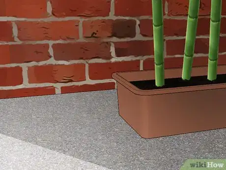 Image intitulée Propagate Bamboo Step 8