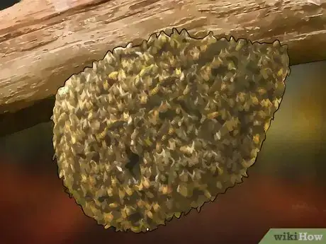 Image intitulée Identify Africanized Honey Bees Step 7