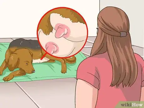 Image intitulée Treat Mother Dogs with Sore or Infected Nipples Step 1