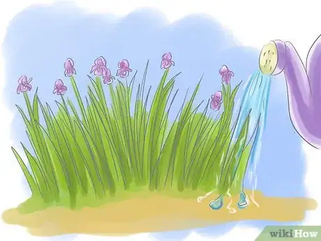 Image intitulée Take Care of Irises when Their Flowers Die Step 13