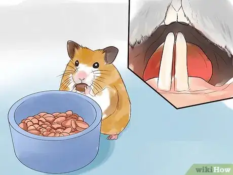 Image intitulée Treat Your Sick Hamster Step 6