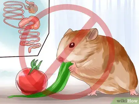 Image intitulée Treat Your Sick Hamster Step 7