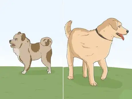Image intitulée Identify Your Adopted Mutt Step 1