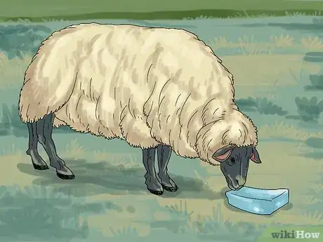 Image intitulée Care for Sheep Step 9