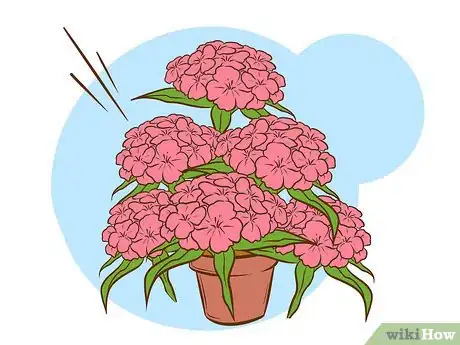Image intitulée Grow Sweet William Plants Step 12