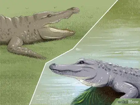 Image intitulée Tell the Difference Between a Crocodile and an Alligator Step 3