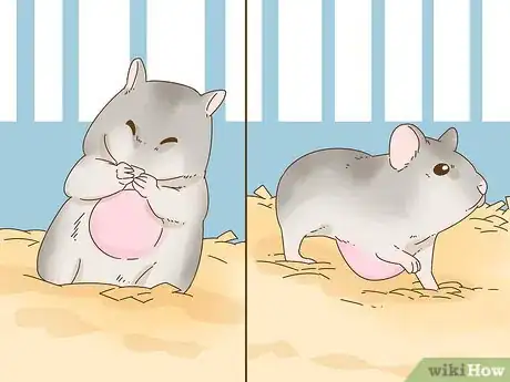 Image intitulée Diagnose Tumors in Hamsters Step 10