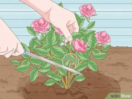 Image intitulée Save a Dying Rose Bush Step 1