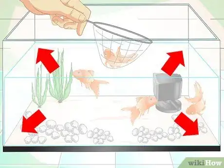 Image intitulée Keep Aquarium Water Clear Step 11